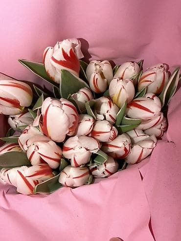 ‼️‼️‼️новый прайс на тюльпаны выше 300 штук по 70 сом Высота 50/60 см lalafo.kg да — 4 ‼️‼️‼️новый прайс на тюльпаны выше 300 штук по 70 сом Высота 50/60 см — 4