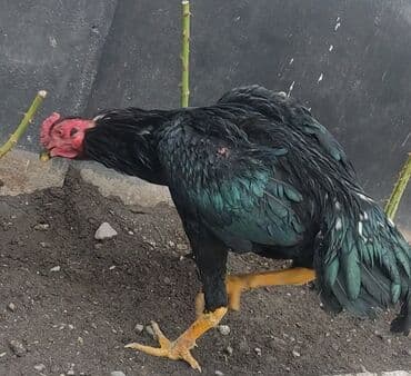 Продаю | Куры | Бойцовая | Для разведения at lalafo.kg Продаю | Куры | Бойцовая | Для разведения