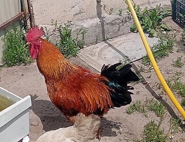 Продаю | Петух | Для разведения at lalafo.kg Продаю | Петух | Для разведения