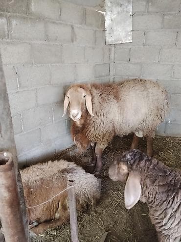 Продаю | Баран (самец) | Арашан | Для разведения at lalafo.kg Продаю | Баран (самец) | Арашан | Для разведения