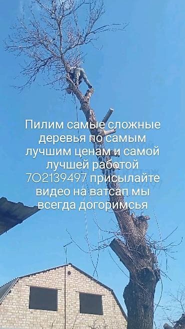 Профессиональная альпинистская обрезка и спил деревьев любой at lalafo.kg Профессиональная альпинистская обрезка и спил деревьев любой
