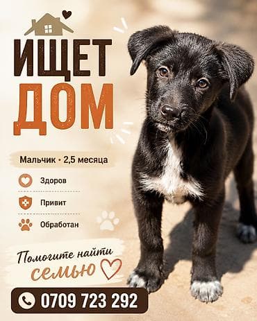 Собака даром: Дворняжка, 3 месяца, Самец at lalafo.kg Собака даром: Дворняжка, 3 месяца, Самец