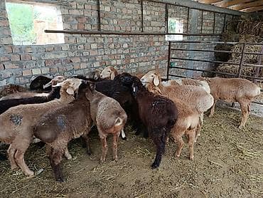 Продаю | Ягненок | Арашан | Для разведения | Ярка at lalafo.kg Продаю | Ягненок | Арашан | Для разведения | Ярка