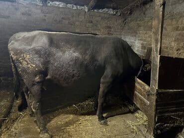 Продаю | Корова (самка), Тёлка, Музоо, торпок | Голштин, Швицкая | На откорм, На забой, Для разведения | Привязанные at lalafo.kg Продаю | Корова (самка), Тёлка, Музоо, торпок | Голштин, Швицкая | На откорм, На забой, Для разведения | Привязанные