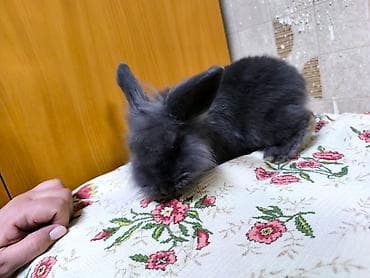 Декоративные пушистый кролики. Особенности: - компактный размер at lalafo.kg — 7 Декоративные пушистый кролики. Особенности: - компактный размер — 7