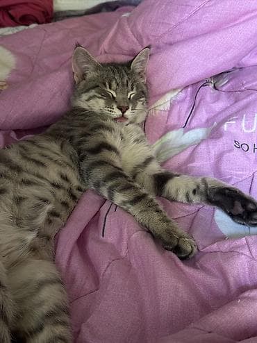 Беспородная, 4 месяца, Мальчик, Серый, Метис, Приучена к лотку, Проглистована at lalafo.kg — 1 Беспородная, 4 месяца, Мальчик, Серый, Метис, Приучена к лотку, Проглистована — 1