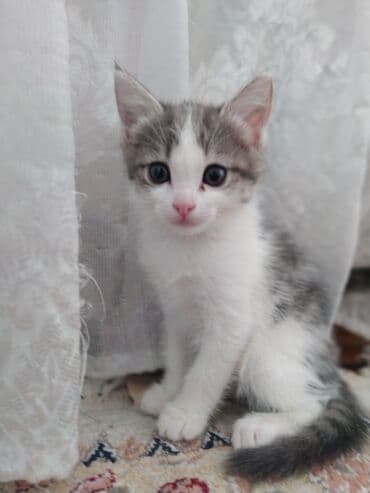 Котята домашние, короткошёрстный, окраса бело-серый с тигровыми at lalafo.kg Котята домашние, короткошёрстный, окраса бело-серый с тигровыми