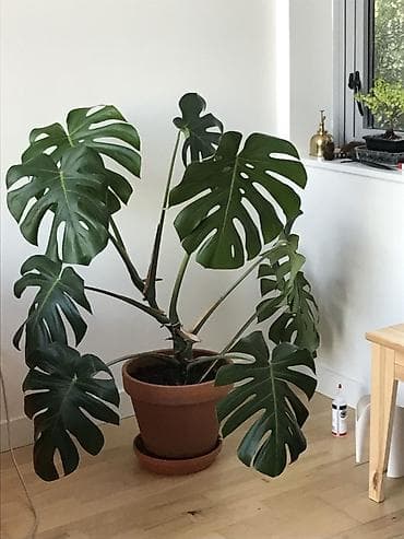 Монстера делициоза (Monstera deliciosa) в горшке - Крупное комнатное at lalafo.kg Монстера делициоза (Monstera deliciosa) в горшке - Крупное комнатное