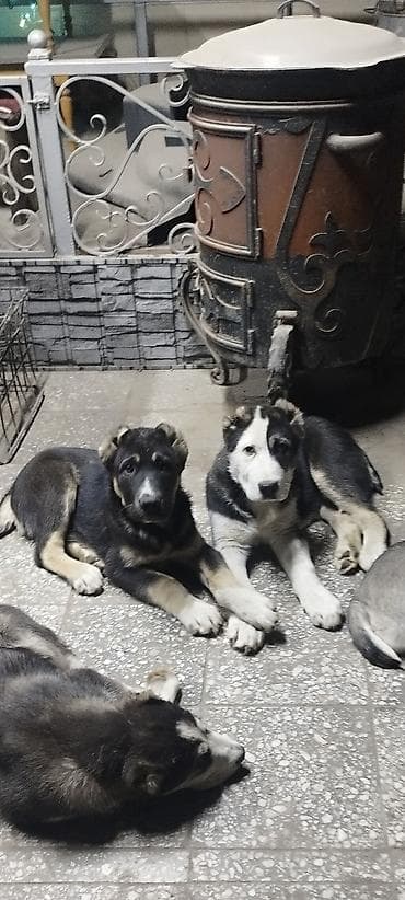 Алабай, 3 месяца, Самец, С прививкой at lalafo.kg Алабай, 3 месяца, Самец, С прививкой