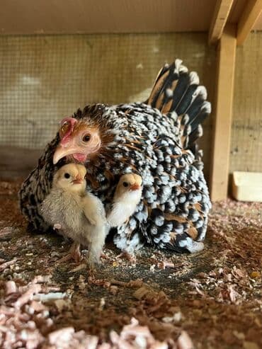 Продается пара Мильфлёр 6000с at lalafo.kg Продается пара Мильфлёр 6000с