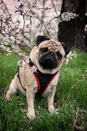 Вязка: Мопс, Самец, 5 лет, С родословной at lalafo.kg Вязка: Мопс, Самец, 5 лет, С родословной