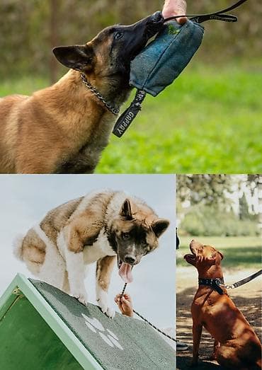 🐾 ТРЕНИРОВКИ С ВАШИМИ ПИТОМЦАМИ 🐾 СТРОГО ПО ГОРОДУ БИШКЕК ✅ Знакомство at lalafo.kg 🐾 ТРЕНИРОВКИ С ВАШИМИ ПИТОМЦАМИ 🐾 СТРОГО ПО ГОРОДУ БИШКЕК ✅ Знакомство