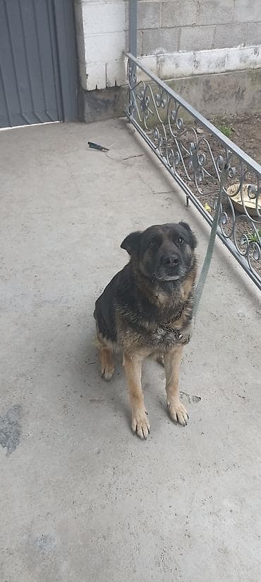 Немецкая овчарка - Порода: немецкая овчарка (черно-подпалая). сука at lalafo.kg Немецкая овчарка - Порода: немецкая овчарка (черно-подпалая). сука