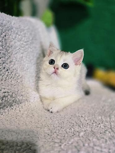 Шиншиллалар: Шотландские котята lalafo.kg да — 2 Шиншиллалар: Шотландские котята — 2