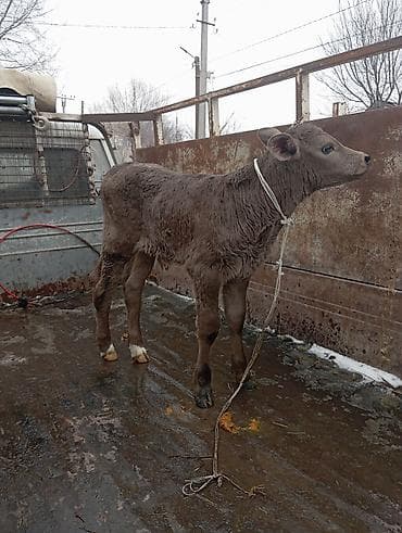 Продаю | Музоо, торпок | Швицкая | Для разведения at lalafo.kg Продаю | Музоо, торпок | Швицкая | Для разведения