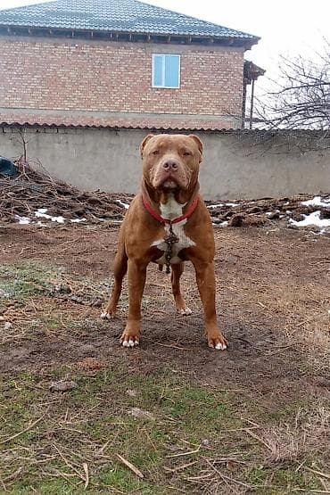 Собака крупного атлетичного типа, рыжего окраса с белыми отметинами на at lalafo.kg Собака крупного атлетичного типа, рыжего окраса с белыми отметинами на