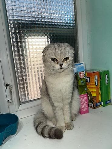 Шотландская кошка (скоттиш-фолд), окрас серебристый шиншилла с темным at lalafo.kg Шотландская кошка (скоттиш-фолд), окрас серебристый шиншилла с темным