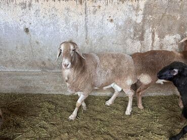 Продаю | Баран (самец) | Арашан | Для разведения | Племенные, Осеменитель at lalafo.kg Продаю | Баран (самец) | Арашан | Для разведения | Племенные, Осеменитель