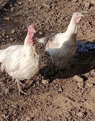 Продаю | Индюк (самец), Индюшка (самка) | Полукровка, Северокавказская | На забой, Для разведения | Племенные at lalafo.kg Продаю | Индюк (самец), Индюшка (самка) | Полукровка, Северокавказская | На забой, Для разведения | Племенные