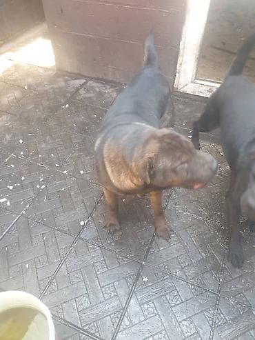 Шарпей, 2 года, Самец, С прививкой at lalafo.kg Шарпей, 2 года, Самец, С прививкой