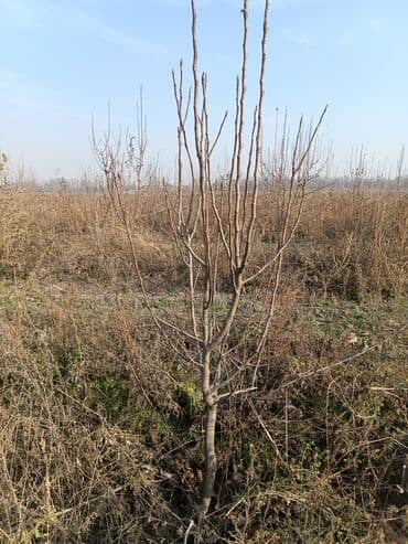Саженец плодового дерева (садовая поросль) - Тип: листопадное at lalafo.kg Саженец плодового дерева (садовая поросль) - Тип: листопадное