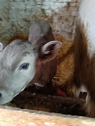 Продаю | Музоо, торпок | Швицкая | На откорм at lalafo.kg Продаю | Музоо, торпок | Швицкая | На откорм