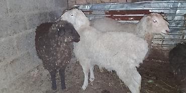 Продаю | Овца (самка), Ягненок, Баран (самец) at lalafo.kg Продаю | Овца (самка), Ягненок, Баран (самец)
