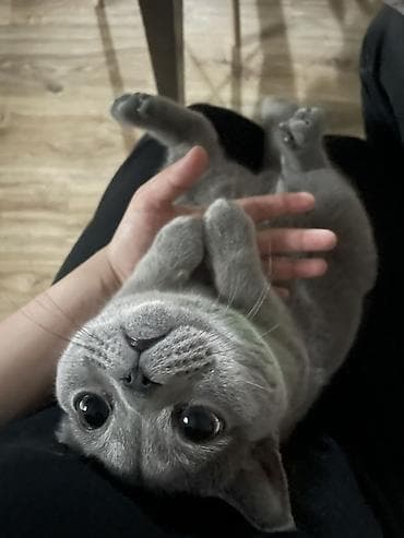 Британский короткошёрстный котёнок, окраса блю (серый). Особенности at lalafo.kg Британский короткошёрстный котёнок, окраса блю (серый). Особенности