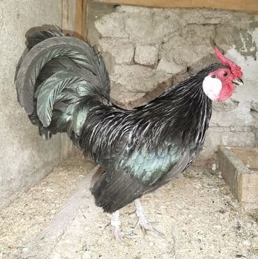 Продаю чёрные карлики at lalafo.kg Продаю чёрные карлики