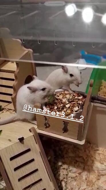 Шиншиллалар: Продаются РУЧНЫЕ песчанки. От них НЕТ ЗАПАХА, как от хомячков и крыс lalafo.kg да — 9 Шиншиллалар: Продаются РУЧНЫЕ песчанки. От них НЕТ ЗАПАХА, как от хомячков и крыс — 9