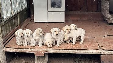 Лабрадор-ретривер, 2 месяца, Самец at lalafo.kg Лабрадор-ретривер, 2 месяца, Самец