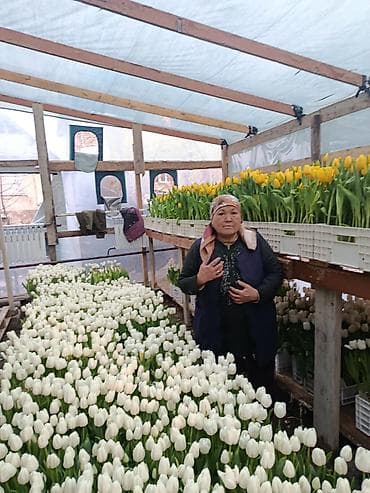 Тюльпаны из теплицы и комнатные цикламены — выращивание и продажа at lalafo.kg Тюльпаны из теплицы и комнатные цикламены — выращивание и продажа