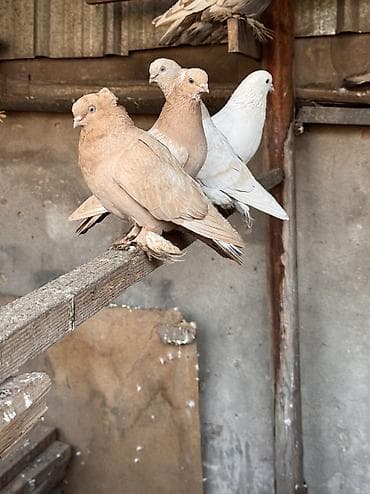 Всех отдам за 1400, 4 штуки игра есть at lalafo.kg Всех отдам за 1400, 4 штуки игра есть