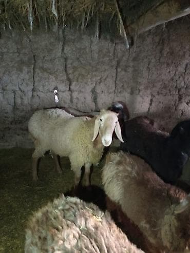 Продаю | Овца (самка) | Для разведения | Племенные at lalafo.kg Продаю | Овца (самка) | Для разведения | Племенные