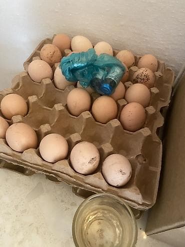 Инкубационные яйца, Брама и джеизир at lalafo.kg Инкубационные яйца, Брама и джеизир