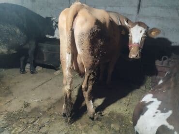 Продаю | Корова (самка) | Для молока | Привязанные at lalafo.kg Продаю | Корова (самка) | Для молока | Привязанные