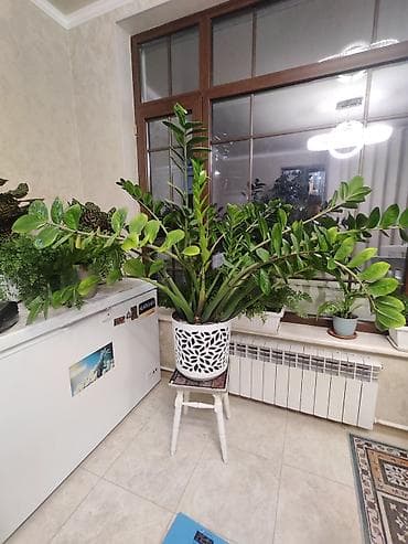 Замиокулькас (долларовое дерево), крупное комнатное растение. - at lalafo.kg Замиокулькас (долларовое дерево), крупное комнатное растение. -