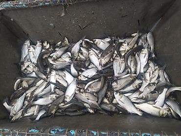 Балыктар: Продаём мальки (сеголеток) в большом количестве. Продажа от 50 кг. и lalafo.kg да — 6 Балыктар: Продаём мальки (сеголеток) в большом количестве. Продажа от 50 кг. и — 6