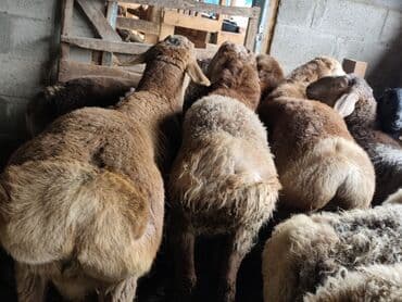 Продаю | Баран (самец) | Гиссарская, Арашан | На забой at lalafo.kg Продаю | Баран (самец) | Гиссарская, Арашан | На забой