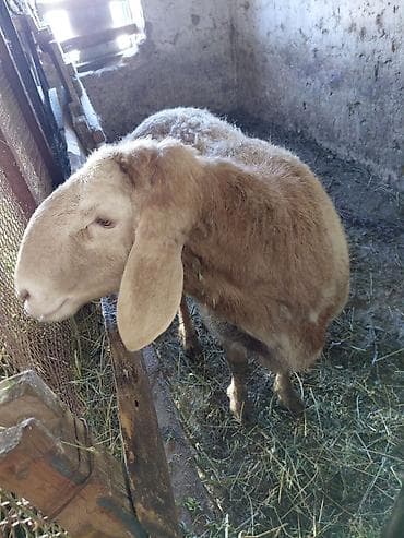 Продаю | Баран (самец) | Арашан | Для разведения | Осеменитель at lalafo.kg Продаю | Баран (самец) | Арашан | Для разведения | Осеменитель