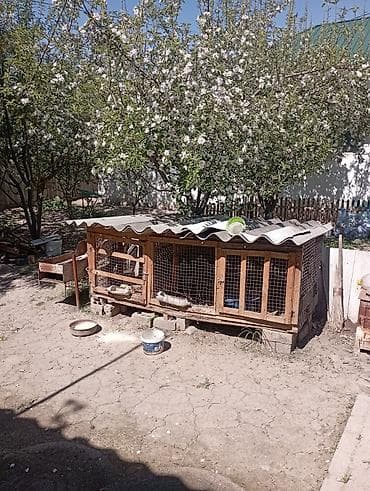 Просторный уличный деревянный вольер/клетка для птицы или мелких at lalafo.kg Просторный уличный деревянный вольер/клетка для птицы или мелких