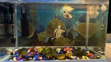 Аквариум с 2 черепашками. Что входит: - Ааквариум прямоугольной at lalafo.kg Аквариум с 2 черепашками. Что входит: - Ааквариум прямоугольной