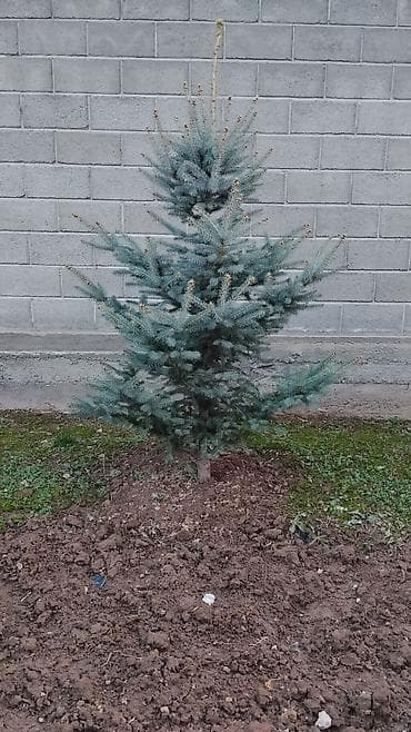 Ель голубая (Picea pungens Glauca) — декоративное хвойное дерево. - at lalafo.kg Ель голубая (Picea pungens Glauca) — декоративное хвойное дерево. -