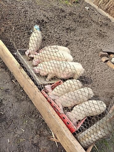 Куплю поросят оптом от 5 или 15 по 2500 at lalafo.kg Куплю поросят оптом от 5 или 15 по 2500