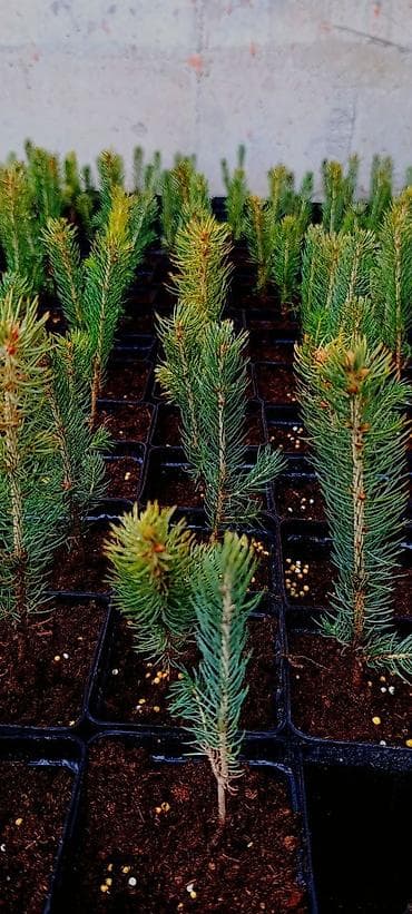 Голубой ел көчөттөрү .500 шт даяр горошокто . 350 сомдон . баарын at lalafo.kg Голубой ел көчөттөрү .500 шт даяр горошокто . 350 сомдон . баарын