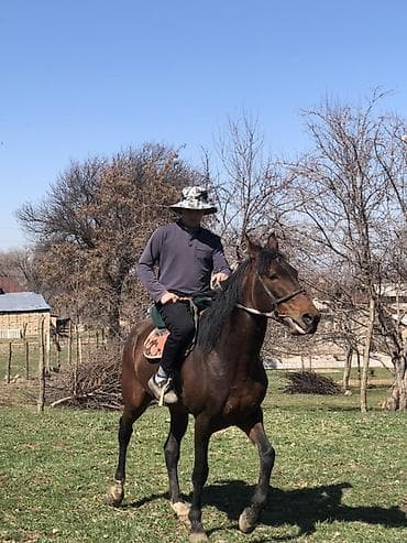 Продаю | Конь (самец) | Английская at lalafo.kg Продаю | Конь (самец) | Английская