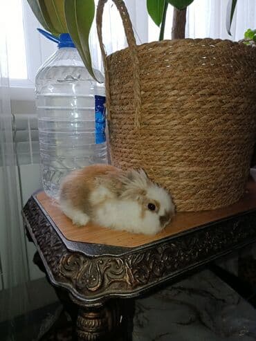 Чычкандар: Декоративный кролик (карликовый, длинношерстный тип), окрас lalafo.kg да — 3 Чычкандар: Декоративный кролик (карликовый, длинношерстный тип), окрас — 3