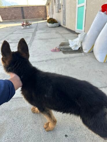 Немецкая овчарка, 3 месяца, Самец at lalafo.kg Немецкая овчарка, 3 месяца, Самец