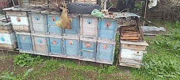 Деревянные 7 окрашенные полурамочные корпуса 66 штук 11 доньев, 11 at lalafo.kg Деревянные 7 окрашенные полурамочные корпуса 66 штук 11 доньев, 11