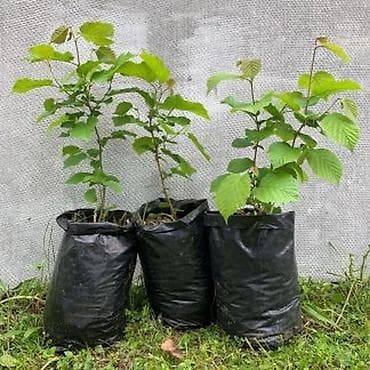 Саженцы фундука (лесной фундук) с Новопокровка ориентир церковь at lalafo.kg Саженцы фундука (лесной фундук) с Новопокровка ориентир церковь